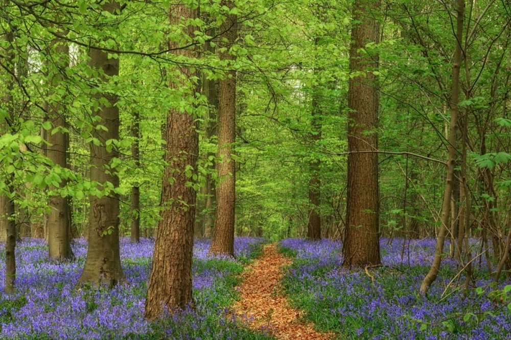 Haller art print by Lars Van de Goor for $57.95 CAD