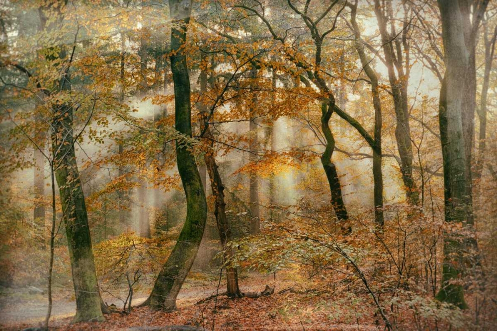 You Cant Hide Your Rays for Me art print by Lars Van de Goor for $57.95 CAD