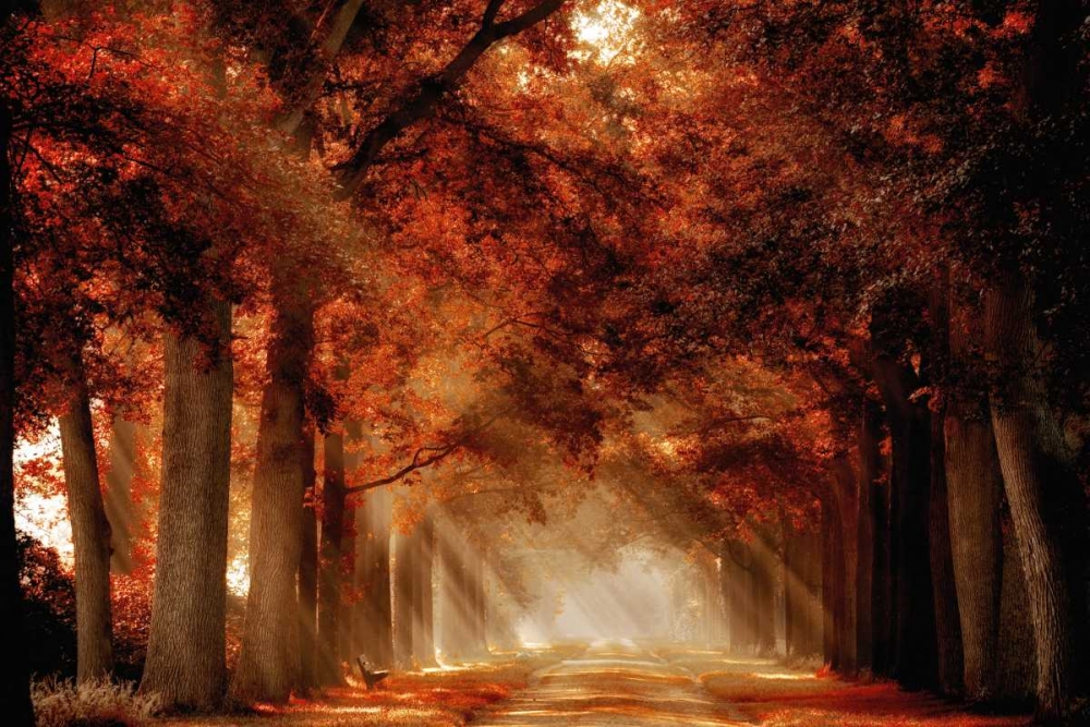 A Seat Not Taken III art print by Lars Van de Goor for $57.95 CAD