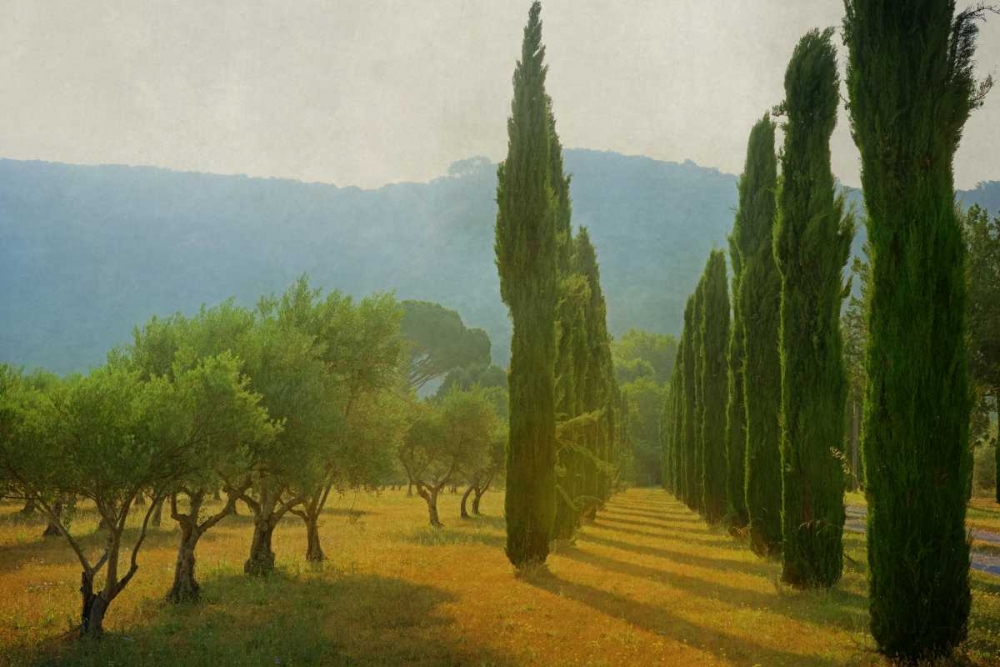 Cypress Shadows art print by Lars Van de Goor for $57.95 CAD
