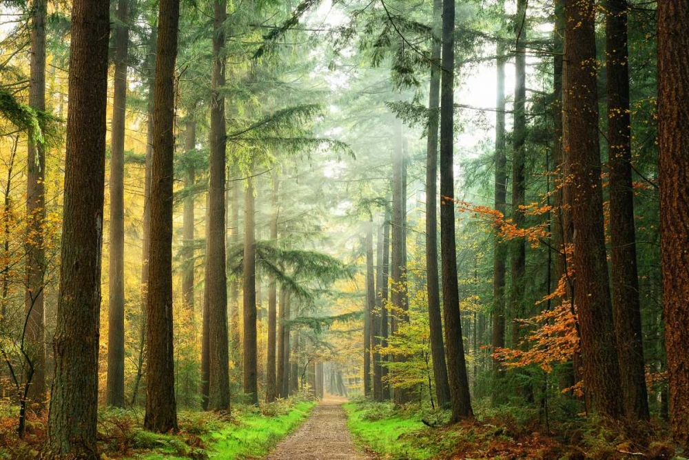 Divide art print by Lars Van de Goor for $57.95 CAD