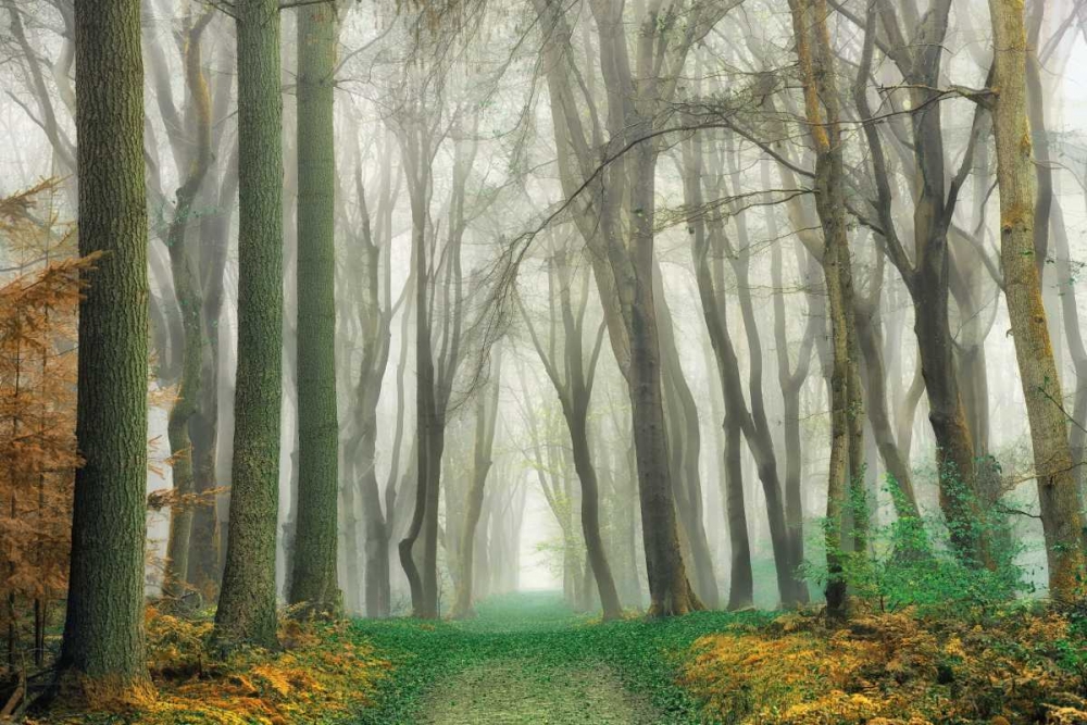 Magic Is Everywhere art print by Lars Van de Goor for $57.95 CAD