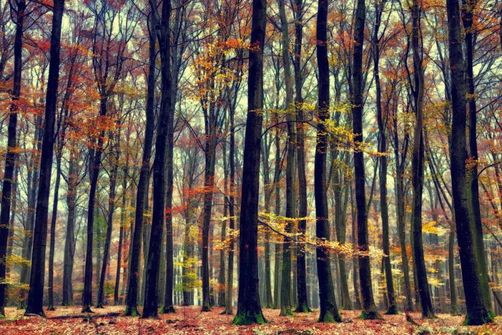 Natureâ€™s Palette art print by Lars Van de Goor for $57.95 CAD