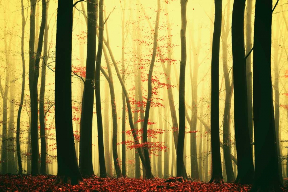 Red Leaves art print by Lars Van de Goor for $57.95 CAD