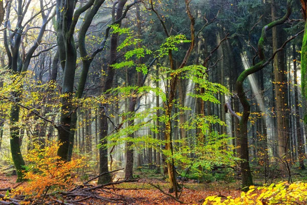 Colors of the Forest IV art print by Lars Van de Goor for $57.95 CAD