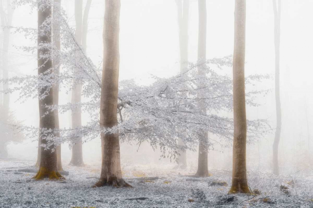 Lishka art print by Lars Van de Goor for $57.95 CAD
