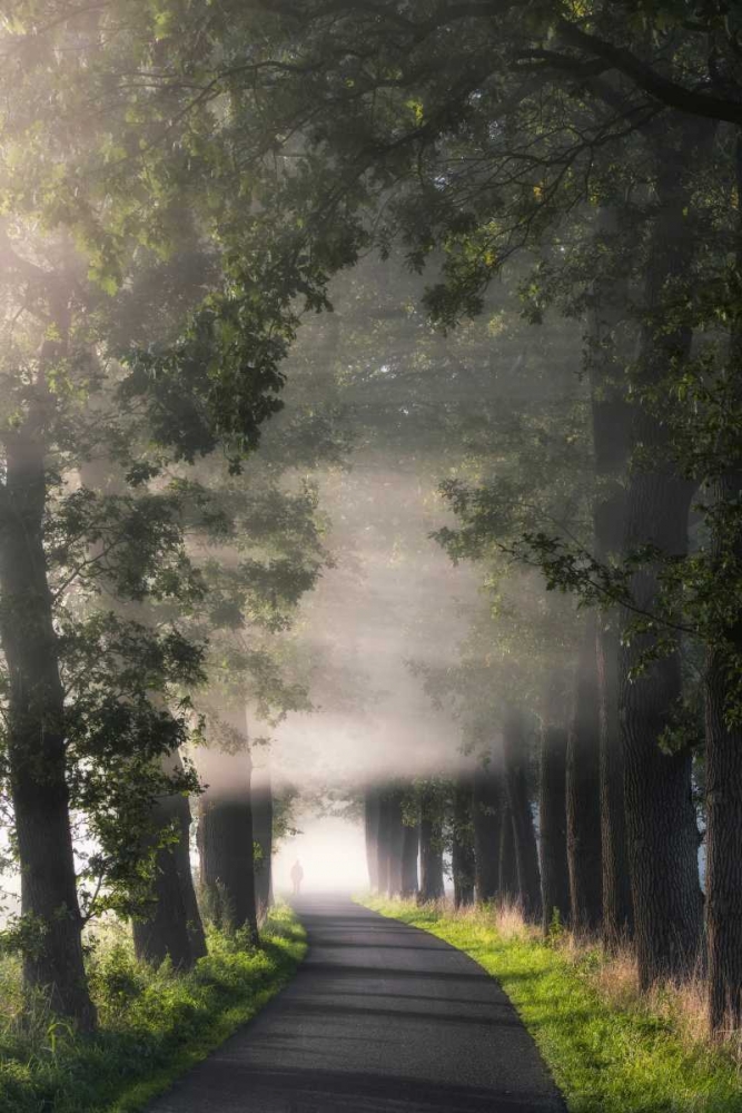 Rays of Fog art print by Lars Van de Goor for $57.95 CAD