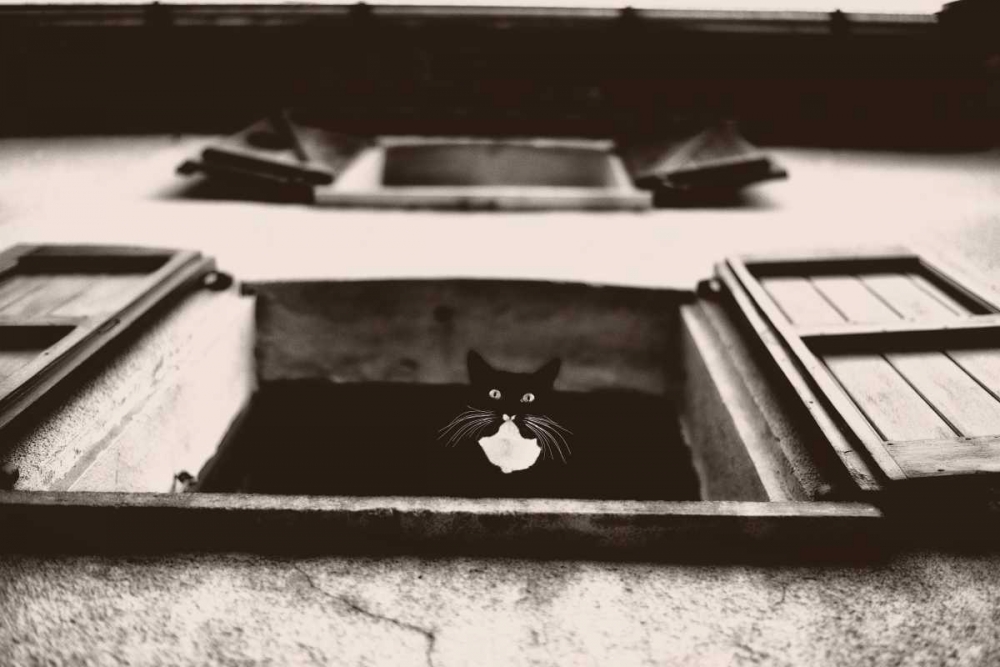 Dali the Cat art print by Lars Van de Goor for $57.95 CAD