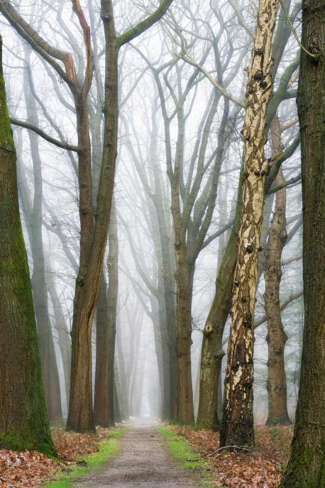 At the End You Will Find a New Beginning art print by Lars Van de Goor for $57.95 CAD