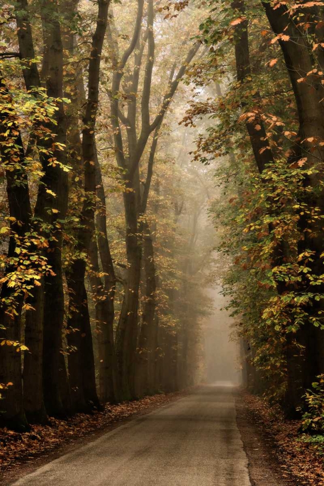 Folia art print by Lars Van de Goor for $57.95 CAD