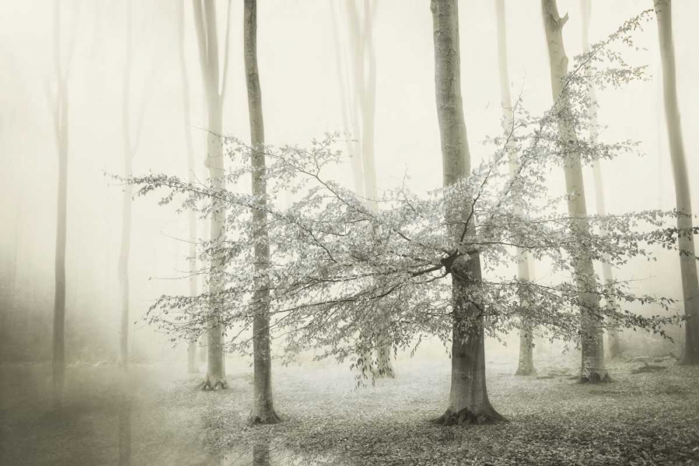 Only for Unicorns art print by Lars Van de Goor for $57.95 CAD