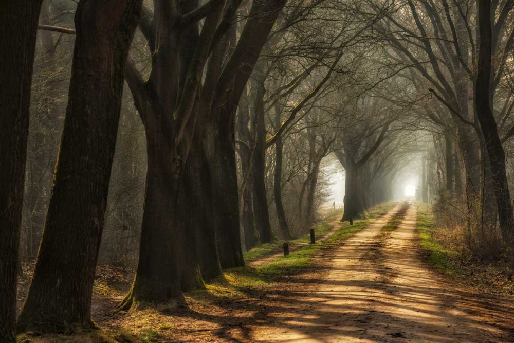 Paths art print by Lars Van de Goor for $57.95 CAD