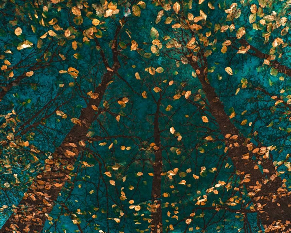 Platoaâ‚¬â„¢s Trees art print by Lars Van de Goor for $57.95 CAD
