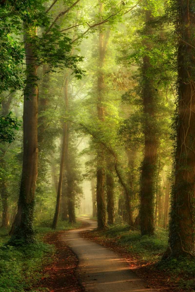 Snake Path art print by Lars Van de Goor for $57.95 CAD