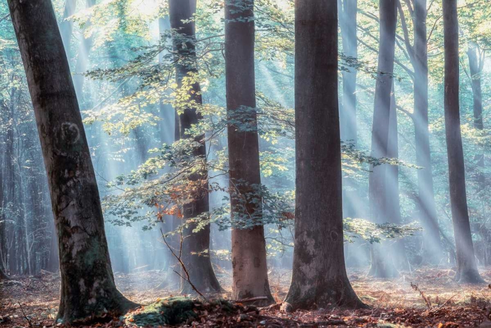 Spellbound art print by Lars Van de Goor for $57.95 CAD
