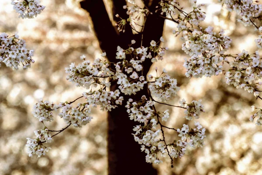 Spring Black art print by Lars Van de Goor for $57.95 CAD