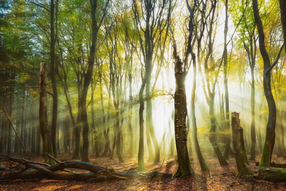 Still Standing art print by Lars Van de Goor for $57.95 CAD
