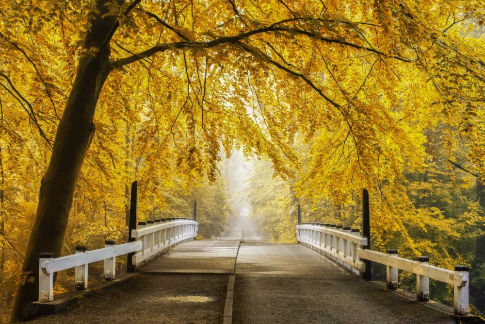 Bridge to Fall III art print by Lars Van de Goor for $57.95 CAD