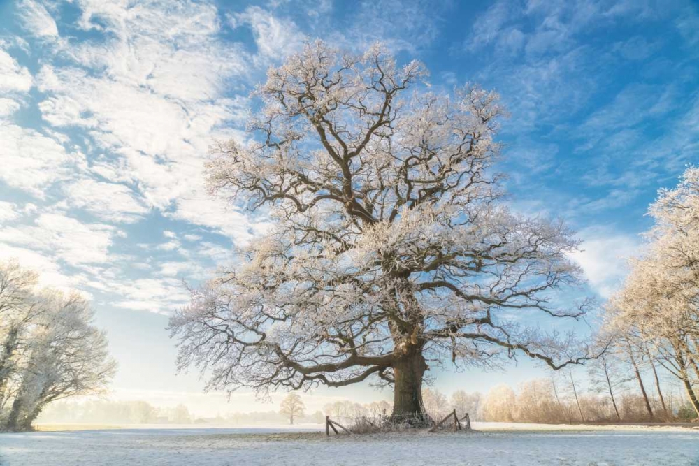 Cold Oak art print by Lars Van de Goor for $57.95 CAD