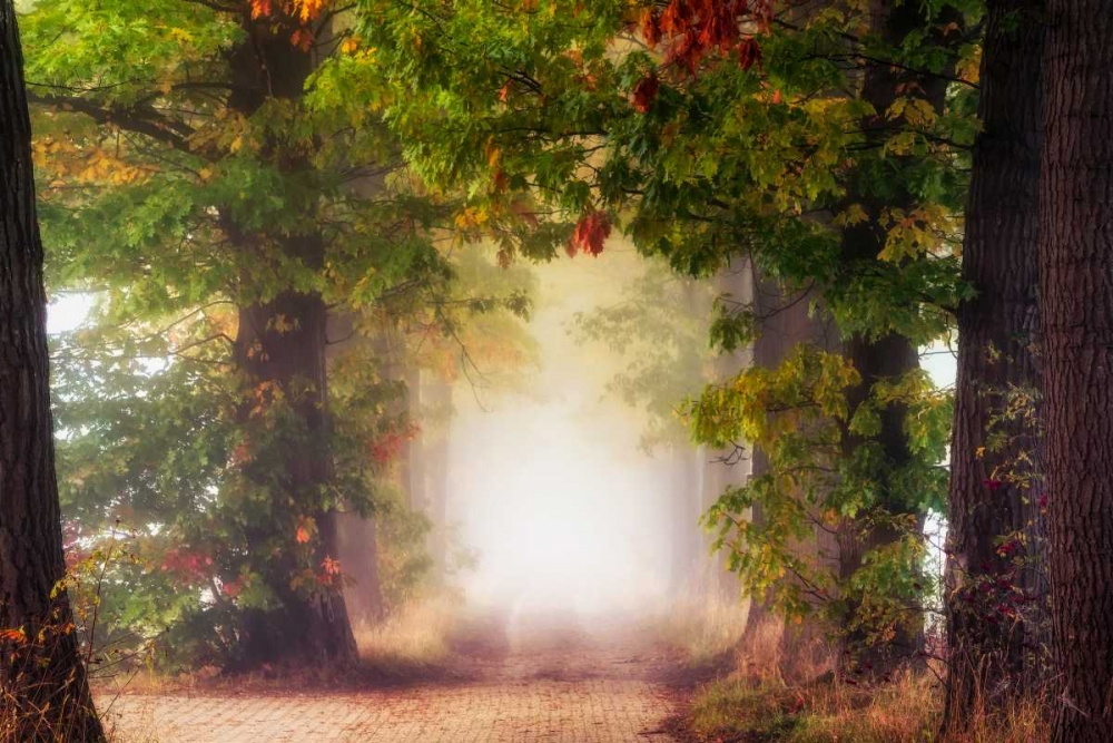 Fall Colors art print by Lars Van de Goor for $57.95 CAD