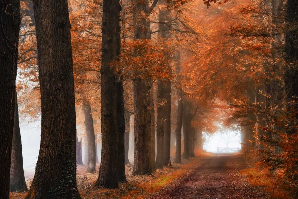 Glorious Season art print by Lars Van de Goor for $57.95 CAD