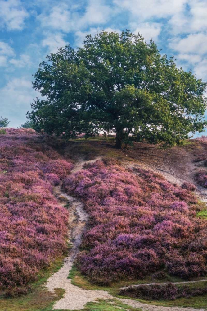 Purple Heath art print by Lars Van de Goor for $57.95 CAD