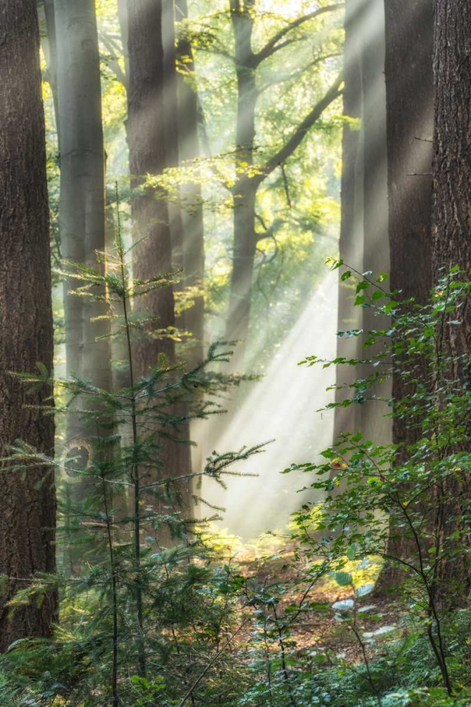 Sunbeam and Spiderweb art print by Lars Van de Goor for $57.95 CAD