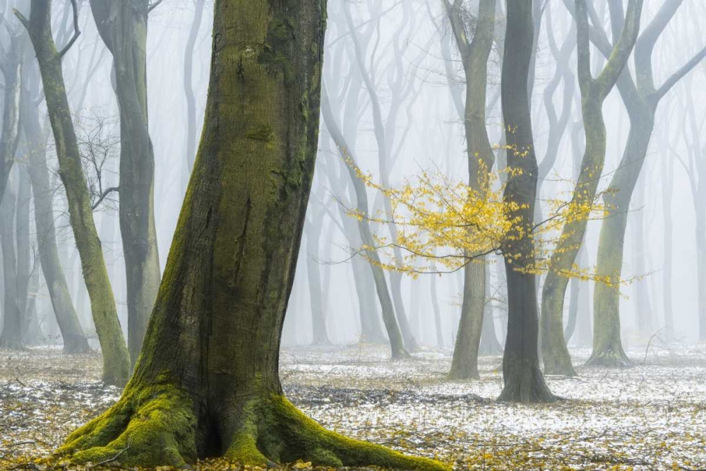 Winter Colors art print by Lars Van de Goor for $57.95 CAD