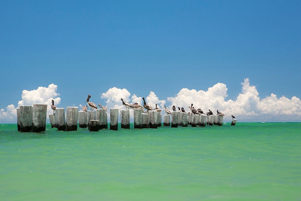 Gull Conference art print by Verne Varona for $57.95 CAD