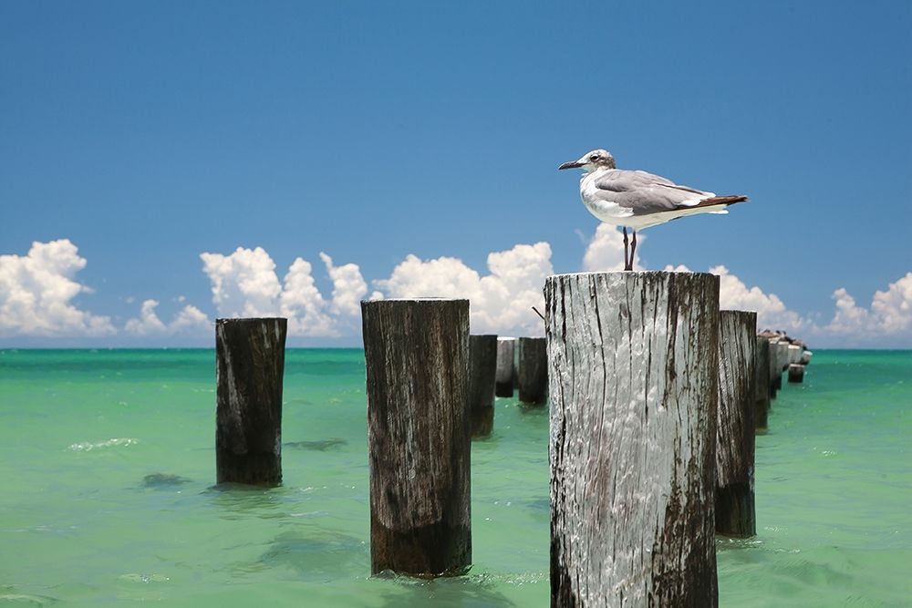 Welcome to Naples, Florida art print by Verne Varona for $57.95 CAD