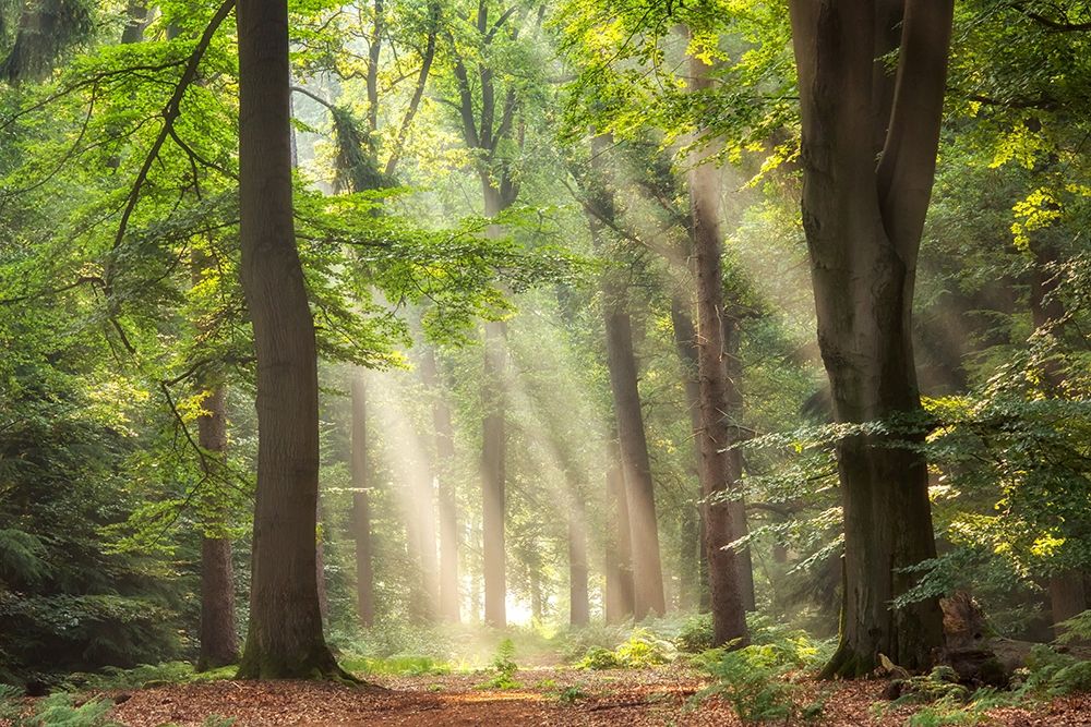 A Touch of Glory art print by Lars Van de Goor for $57.95 CAD