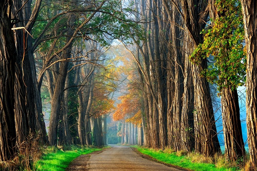 Acacias in Autumn art print by Lars Van de Goor for $57.95 CAD