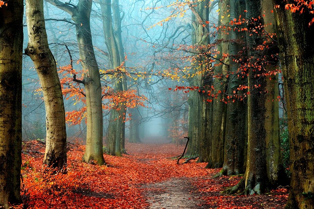 Bussum in Fall art print by Lars Van de Goor for $57.95 CAD