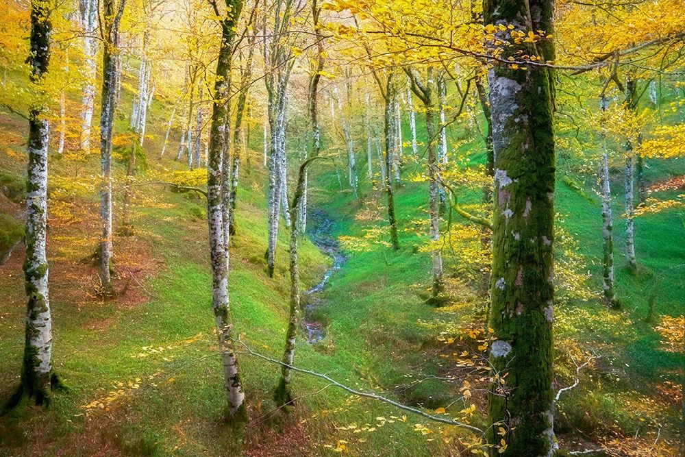 Dream of Birches art print by Lars Van de Goor for $57.95 CAD