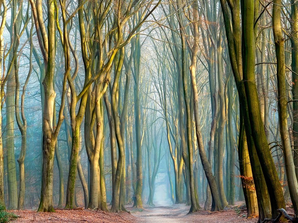 Light and Trees art print by Lars Van de Goor for $57.95 CAD