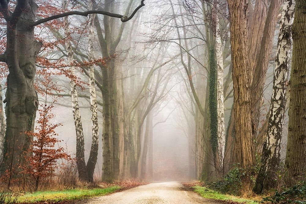 Misty art print by Lars Van de Goor for $57.95 CAD