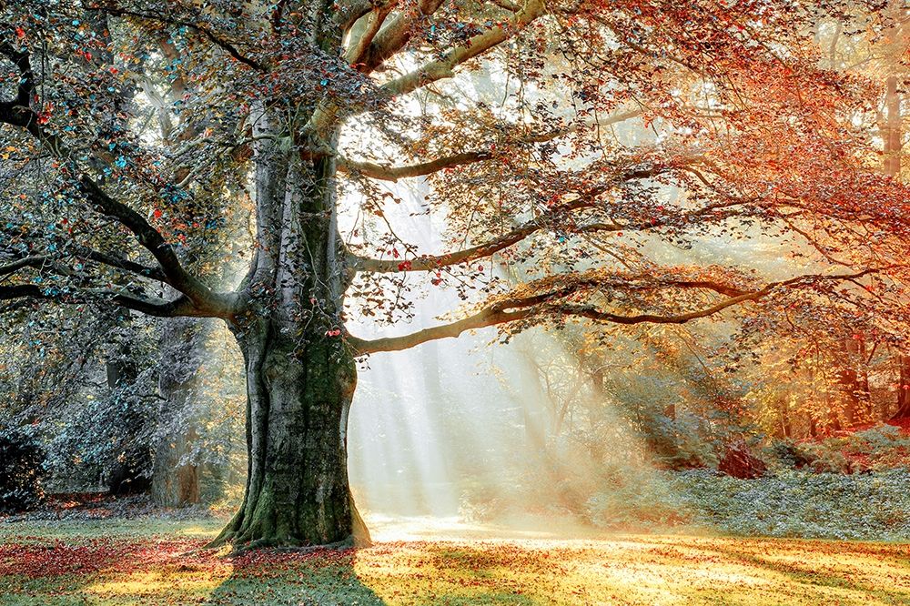 Basking In The Sun art print by Lars Van de Goor for $57.95 CAD