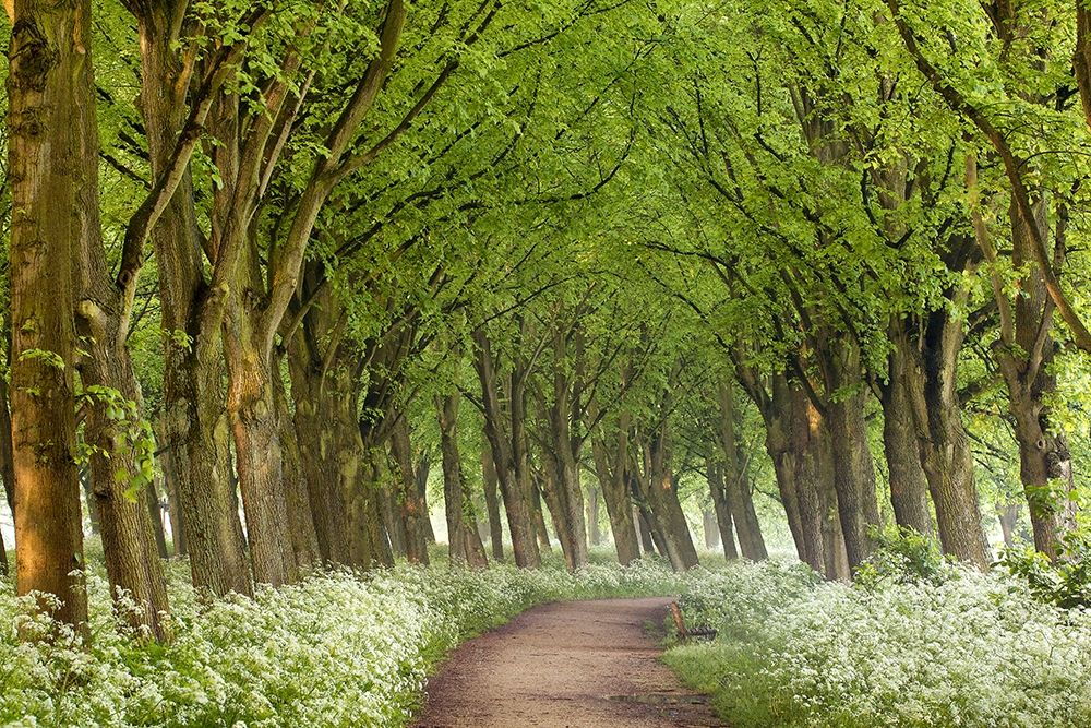Cow Parsley Curve art print by Lars Van de Goor for $57.95 CAD