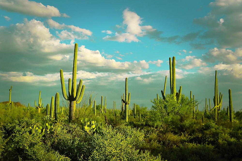 Saguaros No. 2 art print by Carlos Vargas for $57.95 CAD