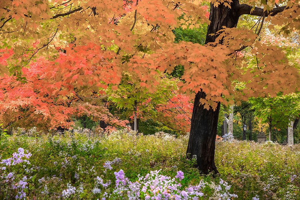 Autumn Splendor art print by Verne Varona for $57.95 CAD