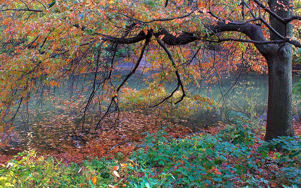 Fall Retreat art print by Verne Varona for $57.95 CAD