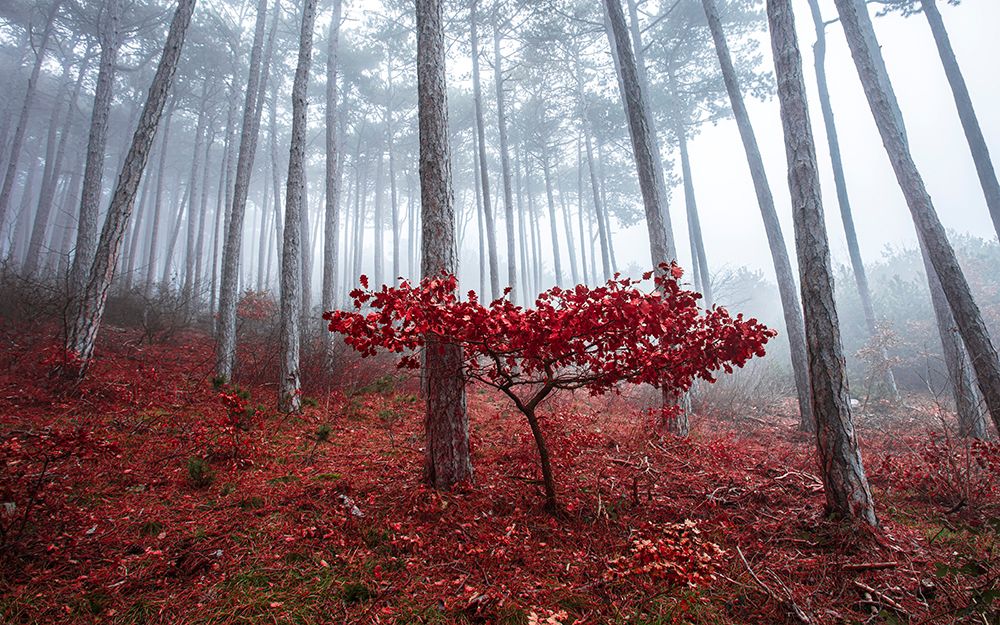 Misty Autumn art print by Igor Vitomirov for $57.95 CAD