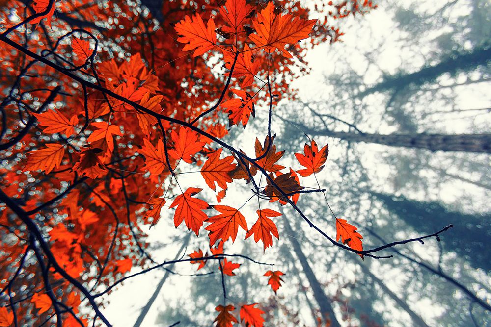 Red Autumn Leaves art print by Igor Vitomirov for $57.95 CAD