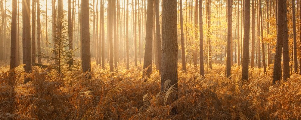 Wyre Forest art print by Ian Winstanley for $57.95 CAD