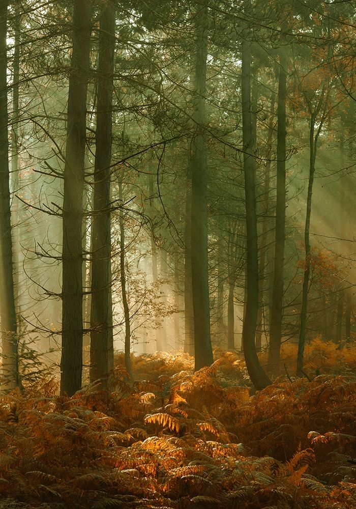 Wyre Forest 3 art print by Ian Winstanley for $57.95 CAD