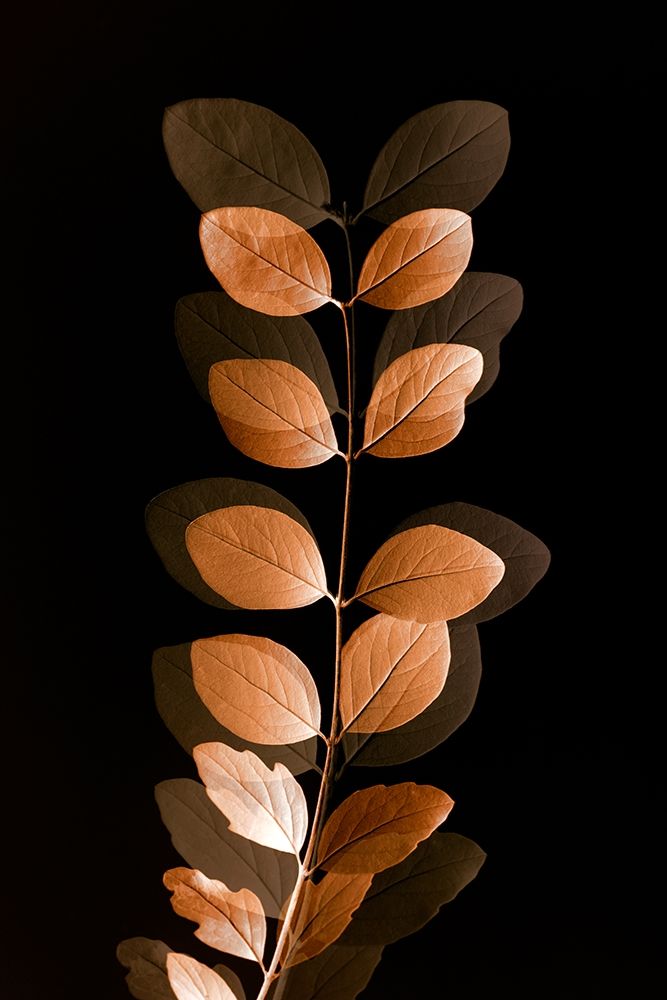 Fall Leaves 7 art print by Ian Winstanley for $57.95 CAD