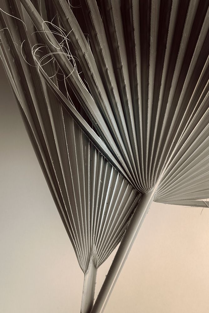 Fan Detail 8 art print by Ian Winstanley for $57.95 CAD