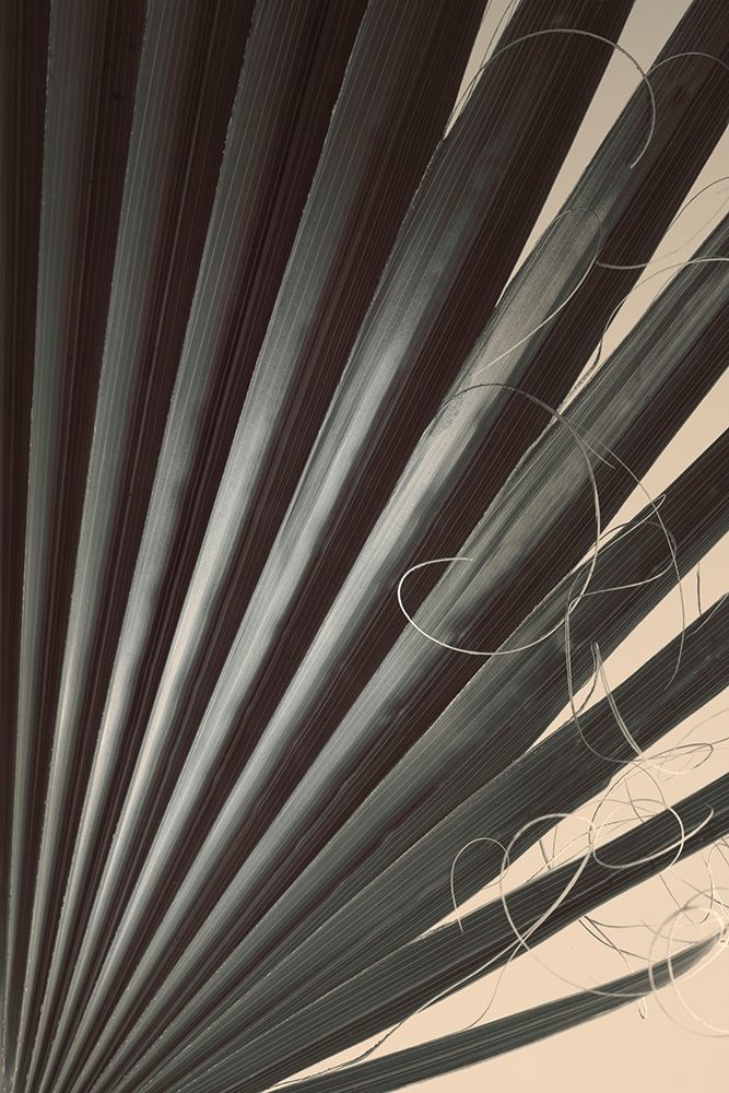 Fan Palm Detail 2 art print by Ian Winstanley for $57.95 CAD