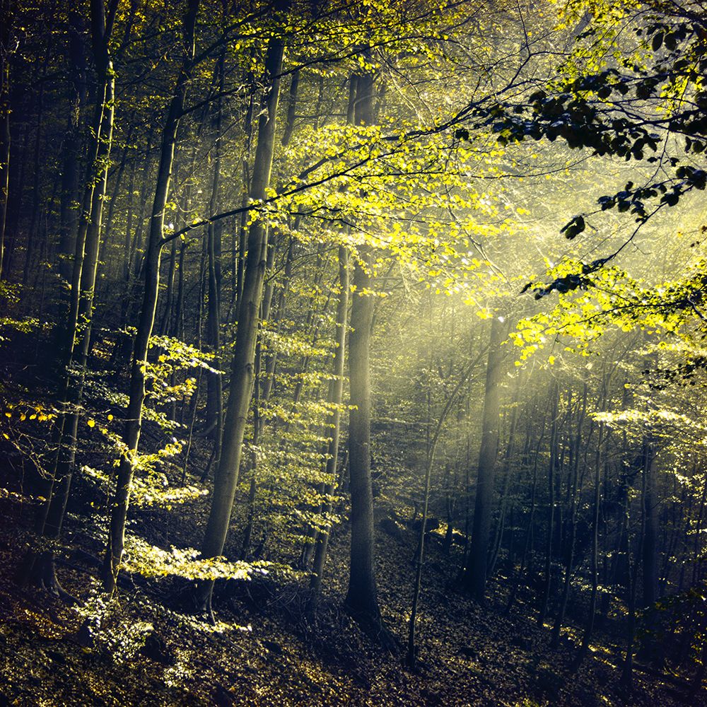 Being There Revisited art print by Dirk Wustenhagen for $57.95 CAD