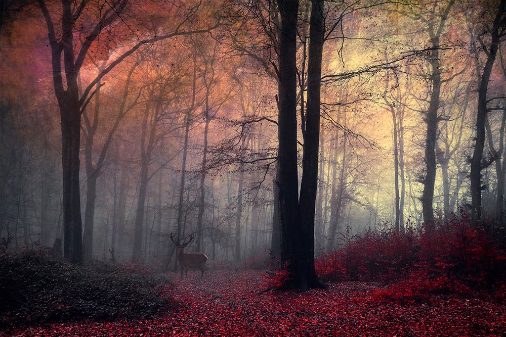 Forest Dream art print by Dirk Wustenhagen for $57.95 CAD